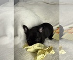 Image preview for Ad Listing. Nickname: AKC Black Runt