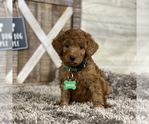 Poodle (Standard) Puppy for Sale in WOLCOTT, Indiana USA