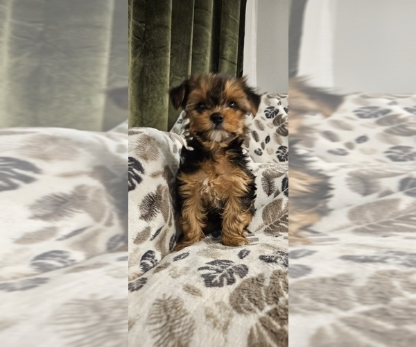 Medium Photo #6 Yorkshire Terrier Puppy For Sale in SALEM, OR, USA