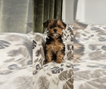 Small #5 Yorkshire Terrier