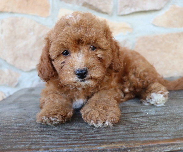 Medium Photo #3 ShihPoo Puppy For Sale in HONEY BROOK, PA, USA