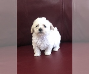 Poodle (Toy) Puppy for sale in BELDEN, MS, USA