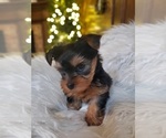 Small #1 Yorkshire Terrier