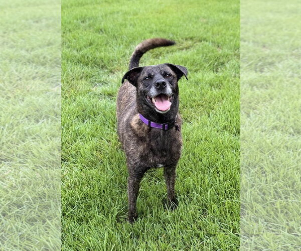 Medium Photo #24 American Staffordshire Terrier-Boxer Mix Puppy For Sale in Fort Worth, TX, USA