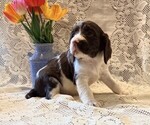 Small #2 English Springer Spaniel
