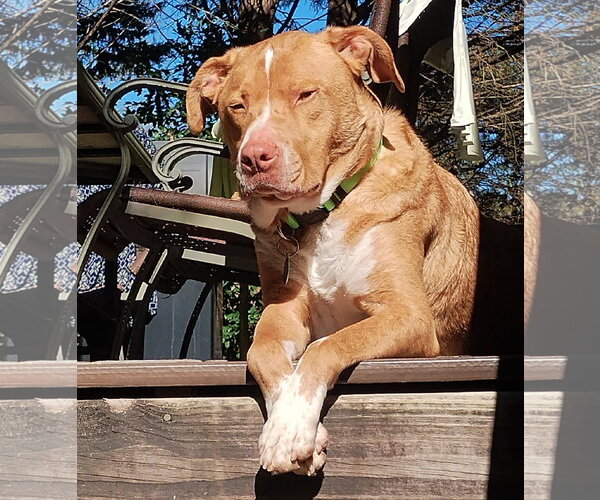 Medium Photo #8 Labrador Retriever-Unknown Mix Puppy For Sale in Cary, NC, USA