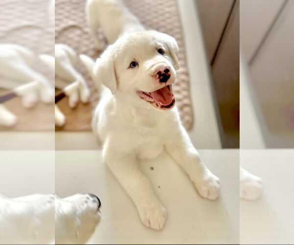 Medium Photo #2 Pyrenees Catahoula Puppy For Sale in Dana Point, CA, USA