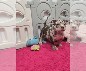 American Bully Puppy for sale in NORTH PORT, FL, USA