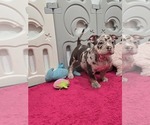 Small American Bully