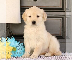 Golden Retriever Puppy for sale in BIRD IN HAND, PA, USA