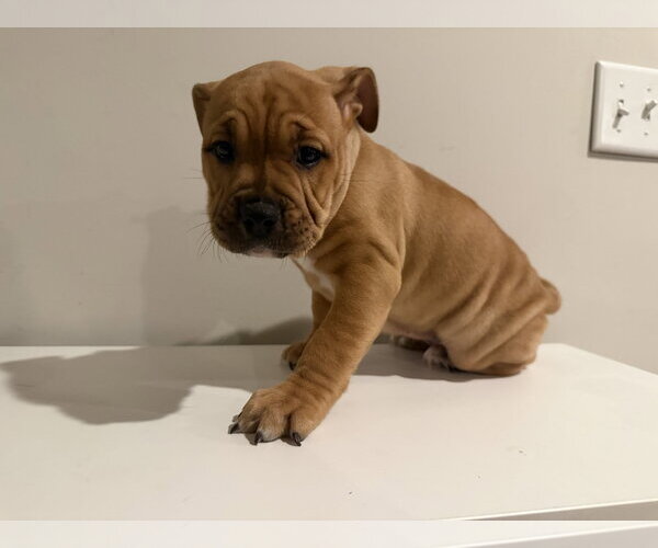 Medium Photo #1 Bulldog-Unknown Mix Puppy For Sale in St. Louis Park, MN, USA
