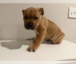 Lizzie - Female Bulldog-Unknown Mix Dog for Adoption - Small photo