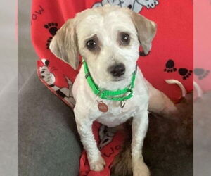 Mal-Shi Dogs for adoption in Fargo, ND, USA
