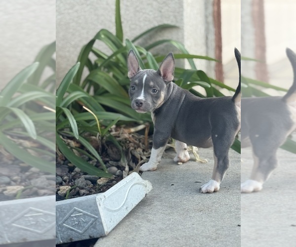 Medium Photo #16 American Bully Puppy For Sale in BAKERSFIELD, CA, USA
