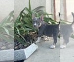 Small #15 American Bully