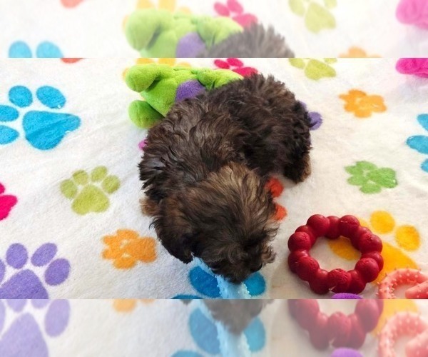 Medium Photo #10 Cavapoo (Miniature)-Poodle (Toy) Mix Puppy For Sale in ORO VALLEY, AZ, USA