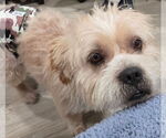 Small #3 Norfolk Terrier-Shih Tzu Mix