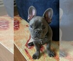 Small Photo #3 French Bulldog Puppy For Sale in UPPER MARLBORO, MD, USA