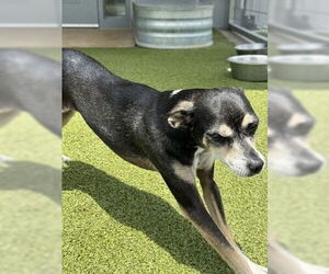 Chihuahua-Unknown Mix Dogs for adoption in Oak Bluffs, MA, USA