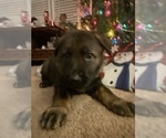Small Photo #3 German Shepherd Dog Puppy For Sale in FAIRMOUNT, IN, USA