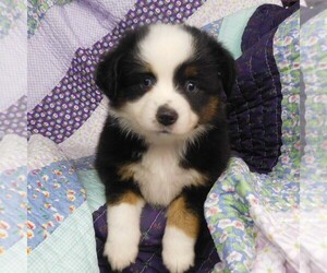 Miniature Australian Shepherd Puppy for sale in CINCINNATI, OH, USA