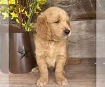 Small Photo #2 Goldendoodle-Poodle (Miniature) Mix Puppy For Sale in MOHNTON, PA, USA