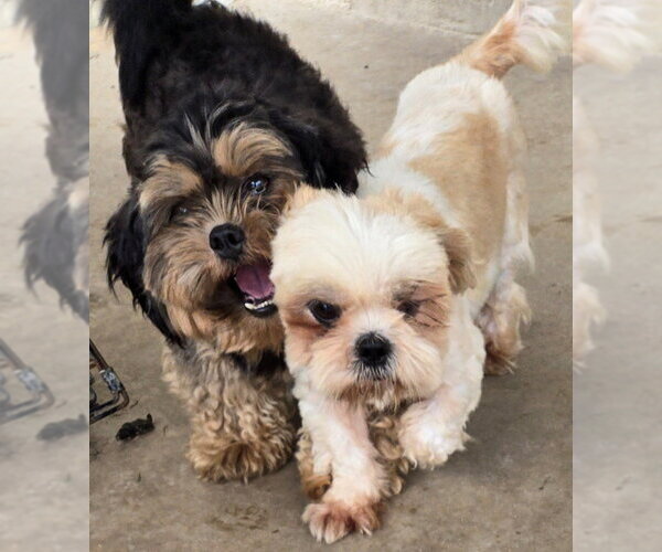 Medium Photo #1 Shih Tzu Puppy For Sale in San Antonio, TX, USA