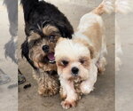 Small Shih Tzu