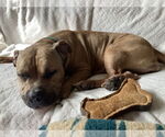 Small #52 Mutt