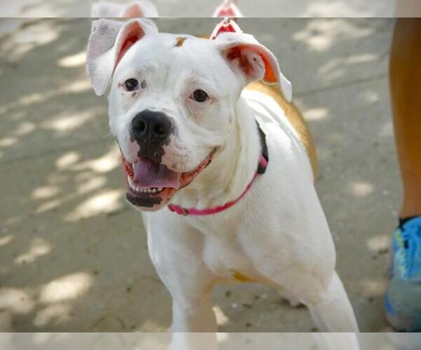 Medium Photo #2 American Bulldog-Unknown Mix Puppy For Sale in Tallahassee, FL, USA
