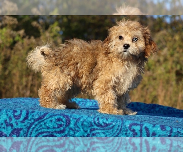 Medium Photo #34 ShihPoo Puppy For Sale in DYERSBURG, TN, USA