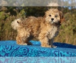 Small #33 ShihPoo