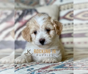 Aussie-Poo-Aussiedoodle Miniature  Mix Puppy for sale in RIGBY, ID, USA