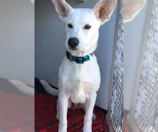 Medium Photo #1 German Shepherd Dog-Unknown Mix Puppy For Sale in Orange, CA, USA