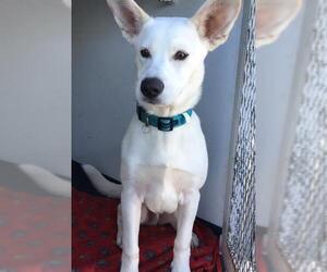 German Shepherd Dog-Unknown Mix Dogs for adoption in Orange, CA, USA