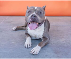 American Pit Bull Terrier Dogs for adoption in Pasadena, CA, USA