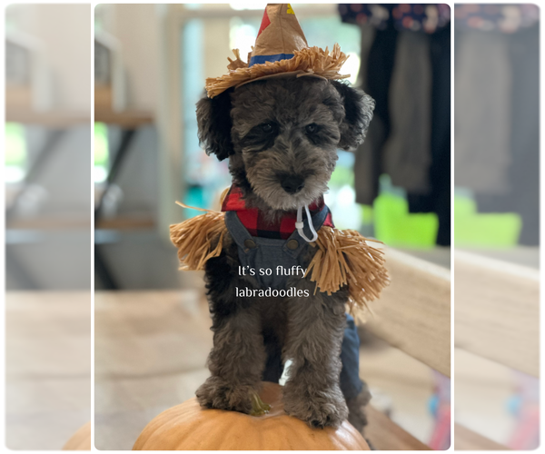 Medium Photo #3 Miniature Labradoodle Puppy For Sale in GROVELAND, FL, USA