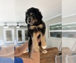 Small Photo #80 Aussiedoodle Puppy For Sale in LONGWOOD, FL, USA