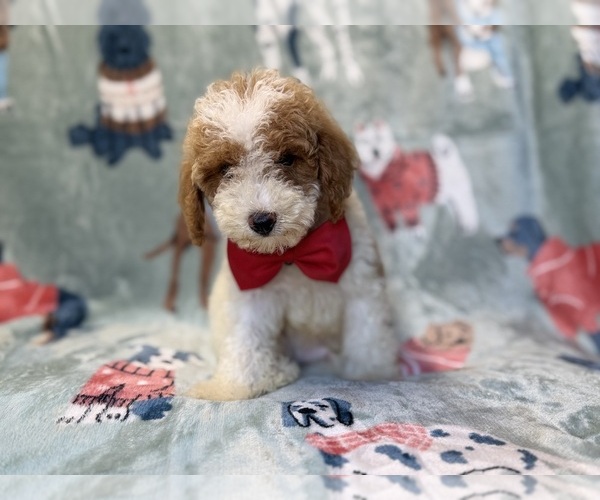 Medium Photo #4 Poodle (Miniature) Puppy For Sale in LAKELAND, FL, USA