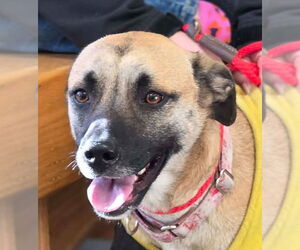 Mutt Dogs for adoption in Canton, CT, USA