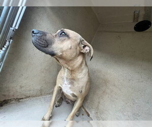 Mutt Dogs for adoption in Oklahoma City, OK, USA