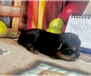 Yorkshire Terrier Puppy for sale in CASSVILLE, MO, USA