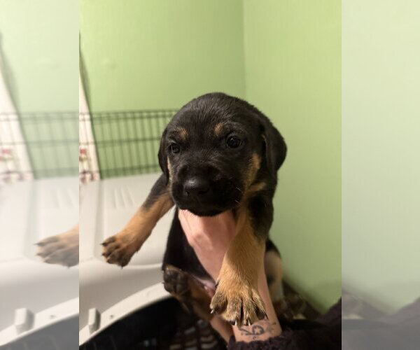 Medium Photo #4 Mutt Puppy For Sale in Fort Collins, CO, USA