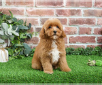 Small #10 Cavapoo (Miniature)