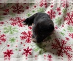 Small #6 Irish Wolfhound