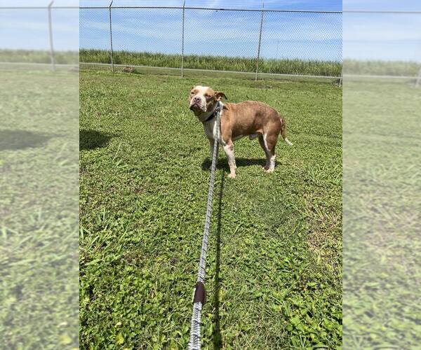 Medium Photo #4 Mutt Puppy For Sale in Abbeville, LA, USA