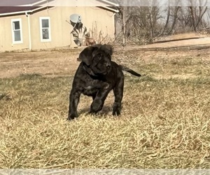 Mastiff Puppy for sale in KERSEY, CO, USA