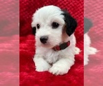Small #11 Cavapoo
