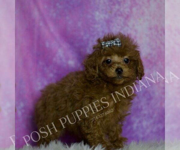 Medium Photo #3 Poodle (Miniature) Puppy For Sale in WARSAW, IN, USA