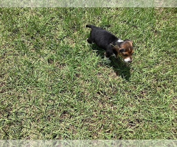 Medium Photo #25 Beagle Puppy For Sale in COLDSPRING, TX, USA